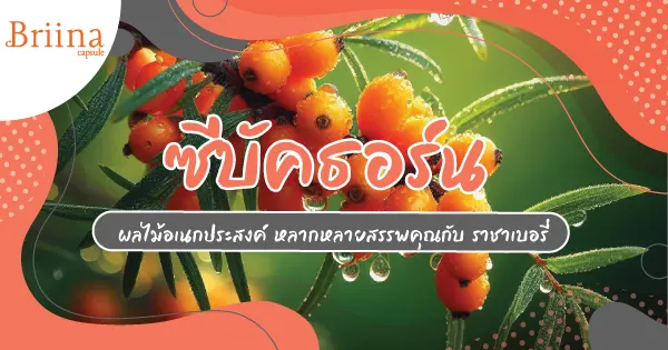sea-buckthorns